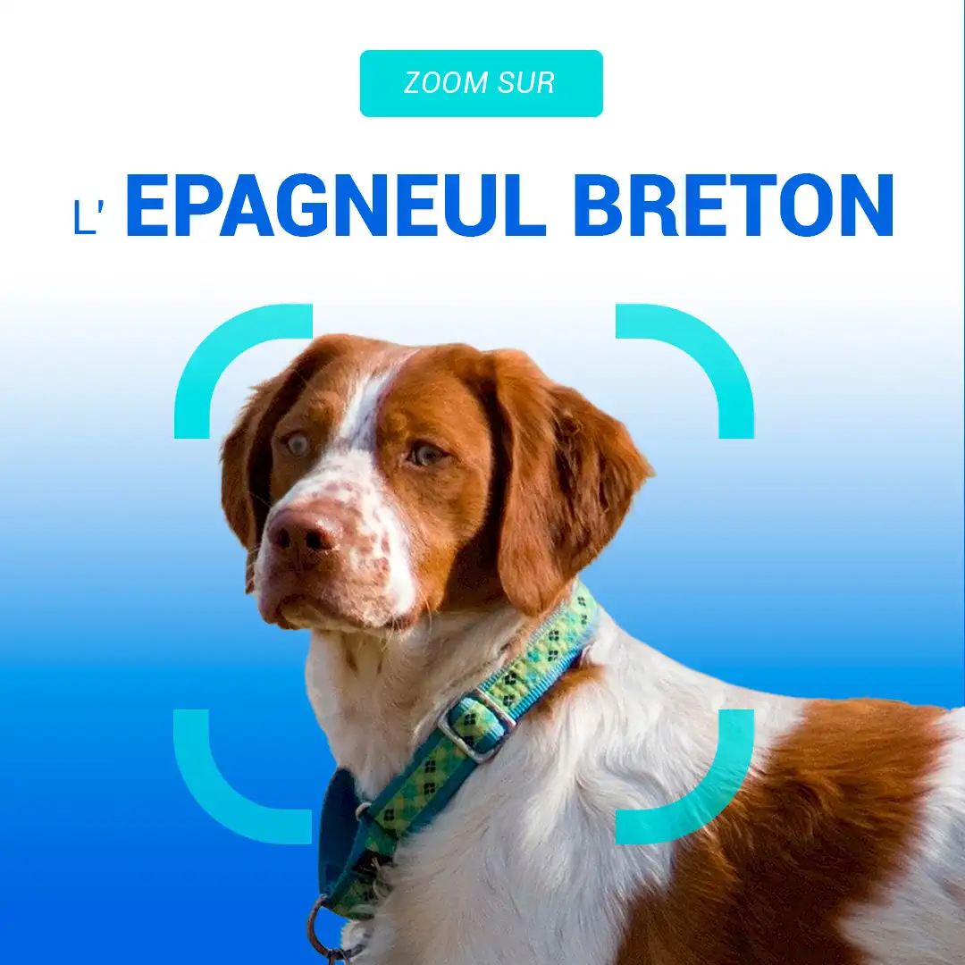 visuel de l'epagneul breton pour animoscope