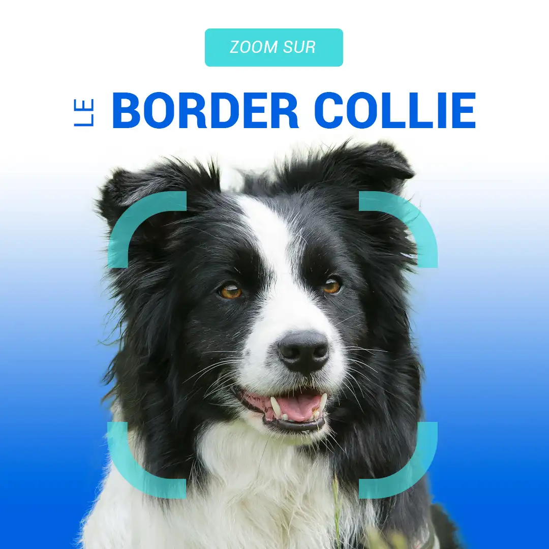 visuel du border collie pour animoscope