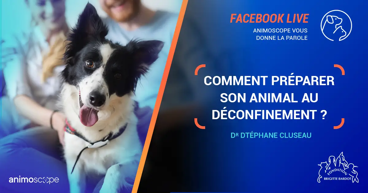 visuel du facebook live d'animoscope