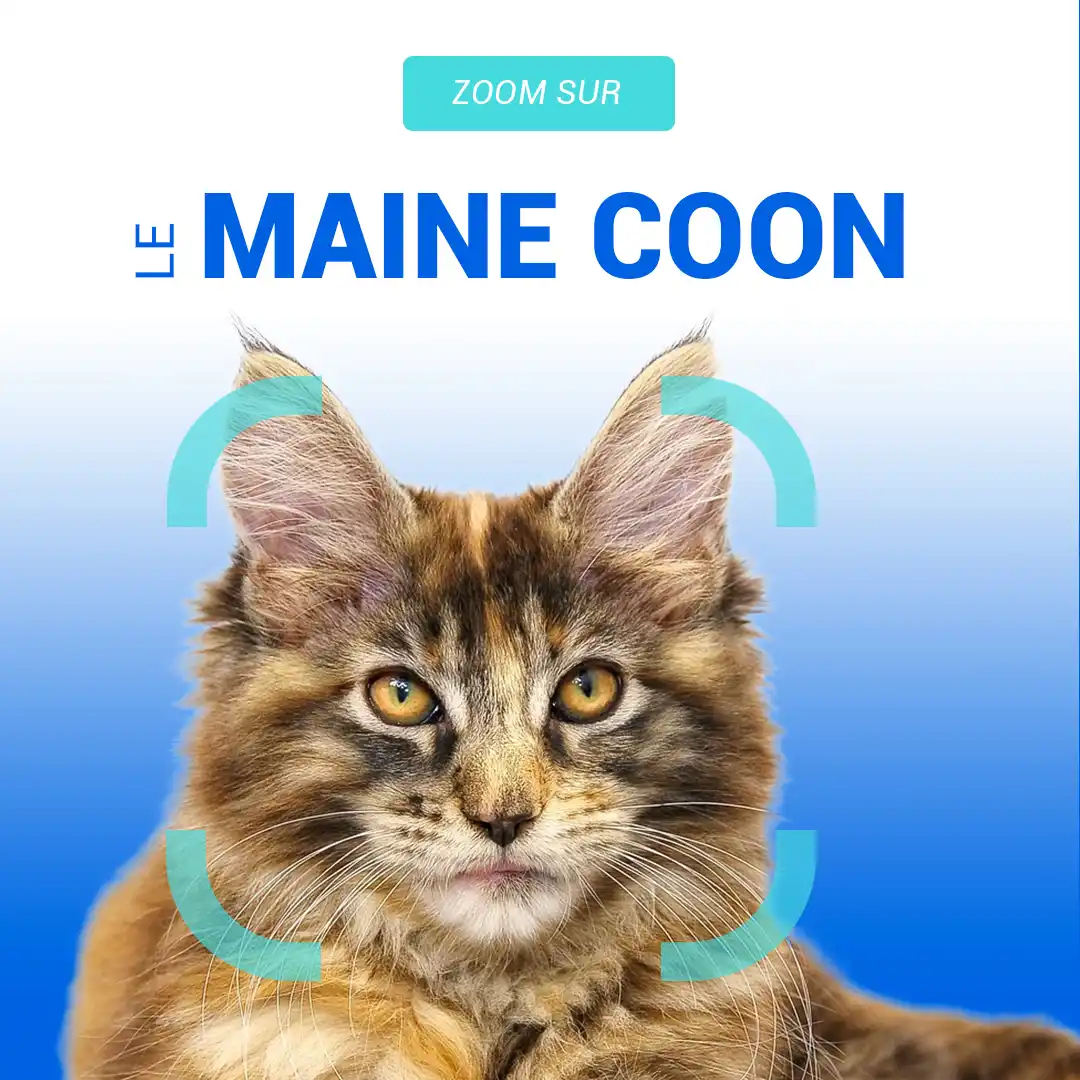 visuel du maine coon pour animoscope