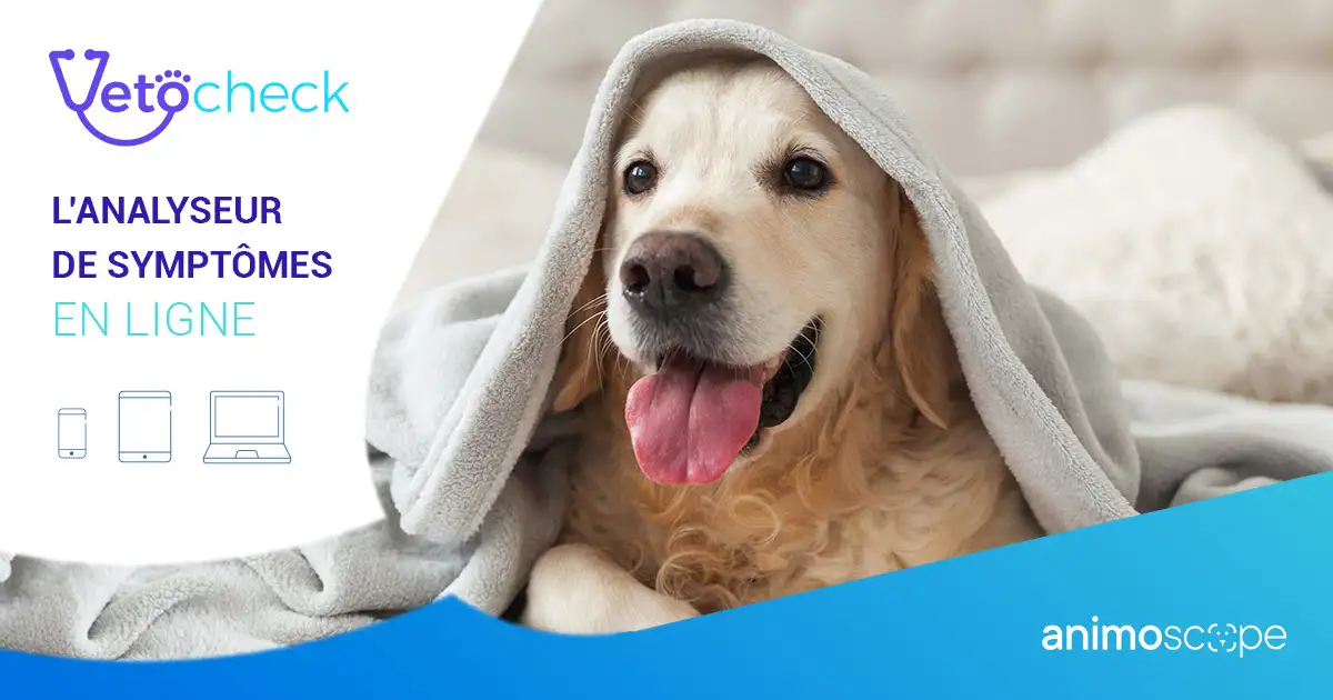 un labrador sous une couette pour illustrer la solution VetoCheck